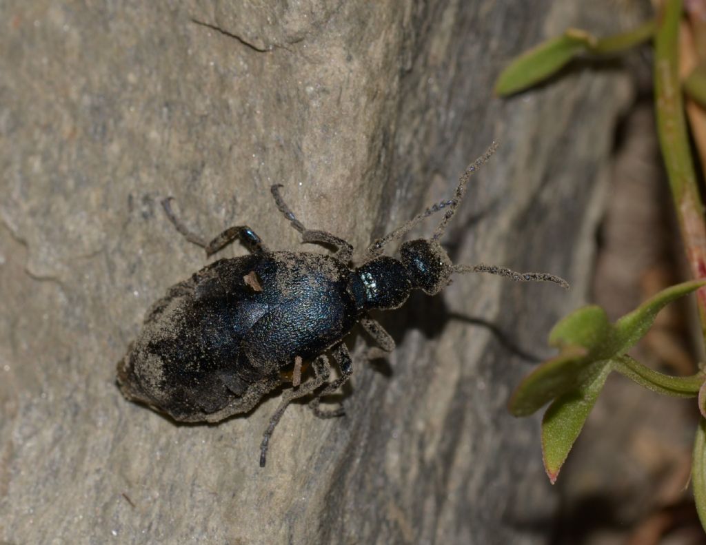 Meloidae: Meloe cfr. violaceus, femmina